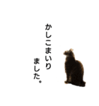 猫 いろいろ（個別スタンプ：7）