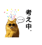 猫 いろいろ（個別スタンプ：8）