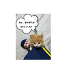 らんまるぅのつぶやき（個別スタンプ：3）