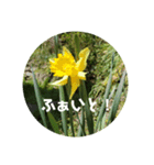 はなのこころ（個別スタンプ：3）