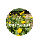 はなのこころ（個別スタンプ：4）