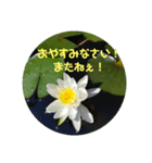 はなのこころ（個別スタンプ：7）
