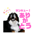 バーニーズマウンテンドッグ華ちゃん（個別スタンプ：2）