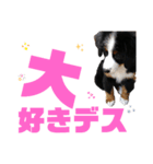 バーニーズマウンテンドッグ華ちゃん（個別スタンプ：5）