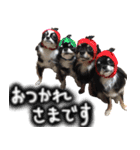 ちわわわらわら 日常編（個別スタンプ：1）