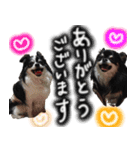 ちわわわらわら 日常編（個別スタンプ：2）
