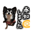 ちわわわらわら 日常編（個別スタンプ：3）