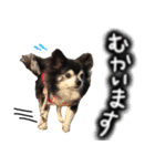 ちわわわらわら 日常編（個別スタンプ：4）