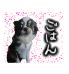 ちわわわらわら 日常編（個別スタンプ：7）