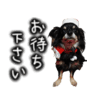ちわわわらわら 日常編（個別スタンプ：11）