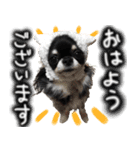ちわわわらわら 日常編（個別スタンプ：15）