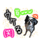 ちわわわらわら 日常編（個別スタンプ：17）