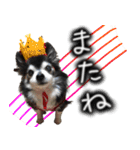 ちわわわらわら 日常編（個別スタンプ：19）