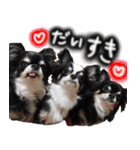 ちわわわらわら 日常編（個別スタンプ：24）