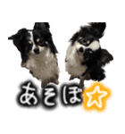 ちわわわらわら 日常編（個別スタンプ：28）