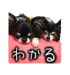 ちわわわらわら 日常編（個別スタンプ：32）