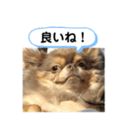 僕、イヴ君（フルversion）（個別スタンプ：12）