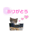 僕、イヴ君（フルversion）（個別スタンプ：15）