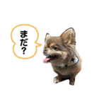 僕、イヴ君（フルversion）（個別スタンプ：17）