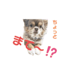 僕、イヴ君（フルversion）（個別スタンプ：18）
