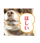 僕、イヴ君（フルversion）（個別スタンプ：28）