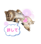 僕、イヴ君（フルversion）（個別スタンプ：35）