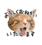 ラブリーひーちゃんスタンプ（個別スタンプ：13）