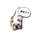 フレンチブルドッグ＊バニー！（個別スタンプ：1）