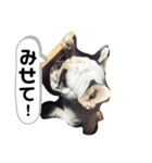 フレンチブルドッグ＊バニー！（個別スタンプ：8）