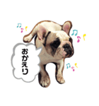 フレンチブルドッグ＊バニー！（個別スタンプ：11）