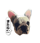 フレンチブルドッグ＊バニー！（個別スタンプ：14）