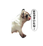 フレンチブルドッグ＊バニー！（個別スタンプ：15）