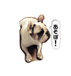 フレンチブルドッグ＊バニー！（個別スタンプ：21）