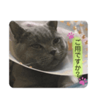 コペルと一緒（個別スタンプ：6）