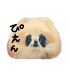 ポメラニアンのあいちゃん（個別スタンプ：1）