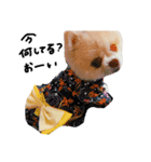 ポメラニアンのあいちゃん（個別スタンプ：3）