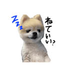 ポメラニアンのあいちゃん（個別スタンプ：5）