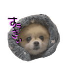 ポメラニアンのあいちゃん（個別スタンプ：6）