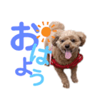シェリーのつぶやき（個別スタンプ：1）