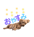 シェリーのつぶやき（個別スタンプ：2）
