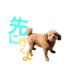 シェリーのつぶやき（個別スタンプ：3）