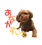 シェリーのつぶやき（個別スタンプ：9）