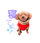 シェリーのつぶやき（個別スタンプ：13）