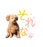 シェリーのつぶやき（個別スタンプ：16）