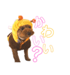 シェリーのつぶやき（個別スタンプ：20）