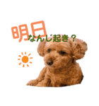 シェリーのつぶやき（個別スタンプ：22）
