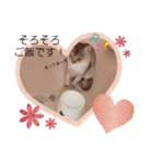 癒やしスタンプ♡猫のニコ☆彡（個別スタンプ：1）