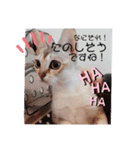 癒やしスタンプ♡猫のニコ☆彡（個別スタンプ：3）