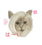 ユルユルにゃんこたん（個別スタンプ：1）