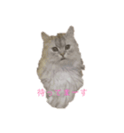 ユルユルにゃんこたん（個別スタンプ：3）